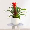 Planta Guzmania en maceta de cerámica blanca sobre mesa de madera blanca