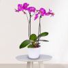 Orquídea Phalaenopsis Rosa en maceta de cerámica blanca sobre mesa pequeña