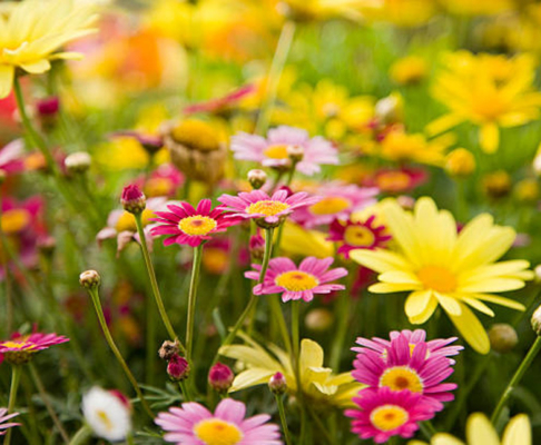 Entrega garantizada de plantas Enviar plantas para regalo