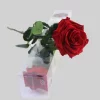 Rosa roja con tallo largo encima de caja de plástico con una rosa roja
