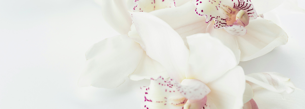 Comprar flores en Benitachell